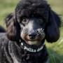 collare per cani personalizzato con foto