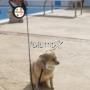 guinzaglio per cani personalizzato con foto