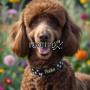 Collare personalizzato con il nome del tuo cane