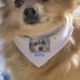 collare a bandana per cani personalizzato con foto